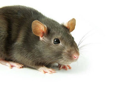 佛山除虫灭鼠中心农家乐灭老鼠预防老鼠的办法