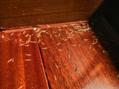 和顺防治白蚁，木地板需要做白蚁预防吗？