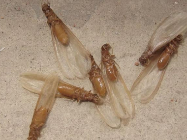里水灭治白蚁公司白蚁分飞季如何有效防治白蚁