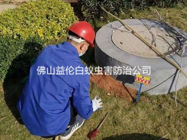 桂城保利千灯湖灭治红火蚁