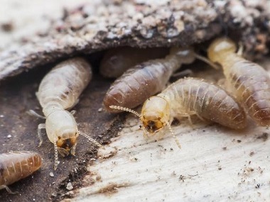 里水白蚁预防：白蚁的生活习性是什么？