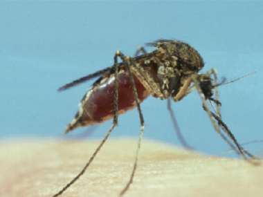 大沥有害生物防控中心分享4个方法来消灭蚊虫