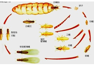 里水白蚁防治公司——白蚁的蚁后是怎么产生的