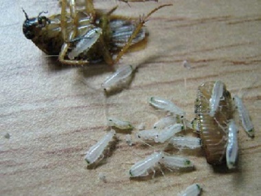 和顺四害消杀：为什么家里的蟑螂就是杀不尽