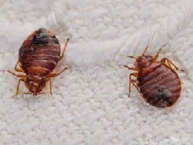 南海虫害消杀站6种方法教你臭虫怎么消灭