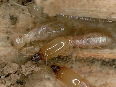 桂城白蚁防治中心消灭白蚁危害要用什么药