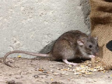 大沥除虫灭鼠公司农家乐消灭老鼠快速有效的方法