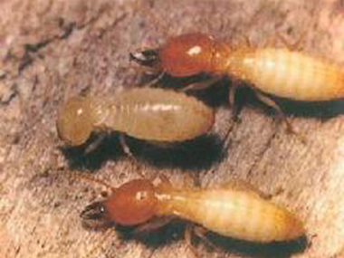 官窑治白蚁机构白蚁的防治主要有以下两个方面