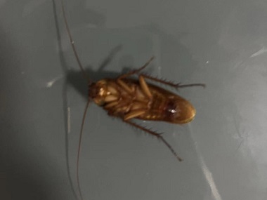 大沥病媒生物防控所防治办公室蟑螂实用灭蟑技巧