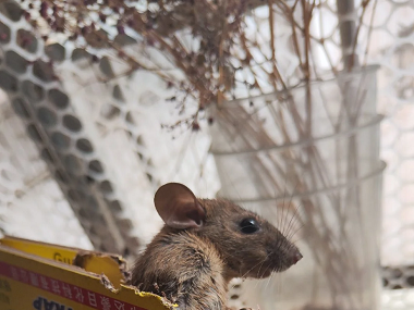 大沥病媒生物防控公司6种超实用的“老鼠怕”用法