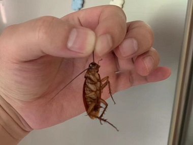 南海除四害机构蟑螂的危害有哪些？