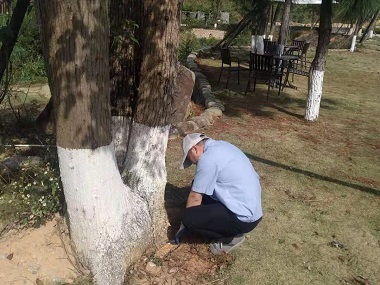 松岗验收白蚁——树木白蚁怎么消灭才干净